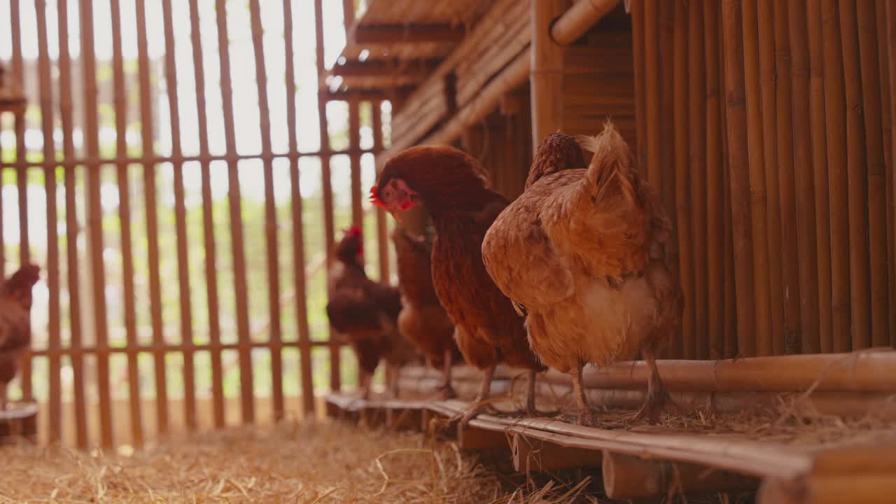 鸡蛋鸡场，鸡群在家禽养殖场。现代畜牧业和农业视频素材