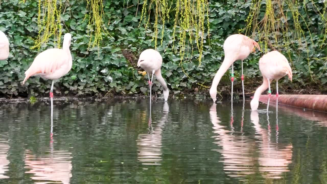 在一群站在湖岸的粉红色火烈鸟上淘金视频素材