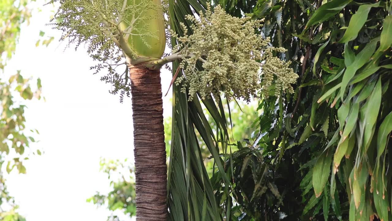 棕榈树开花周期视频素材