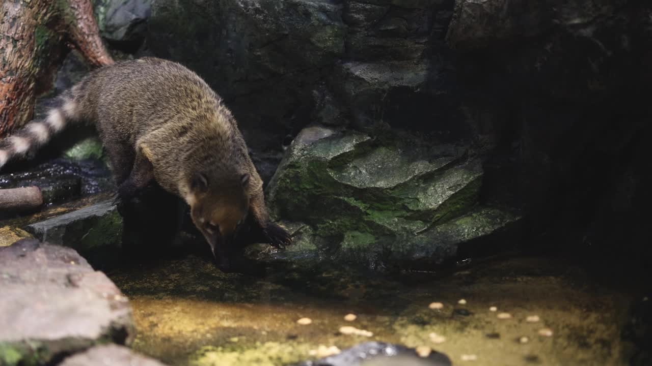 在水边觅食的浣熊视频素材