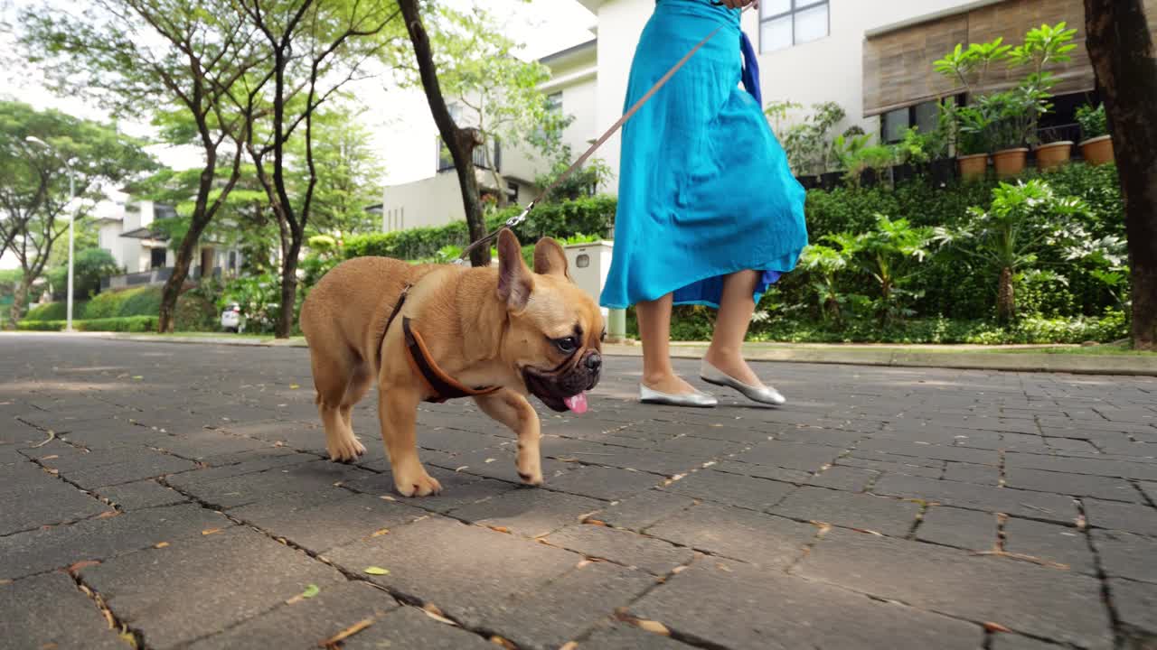 在炎热的街道上走累了，小狗拴着皮带跟着主人小跑视频素材