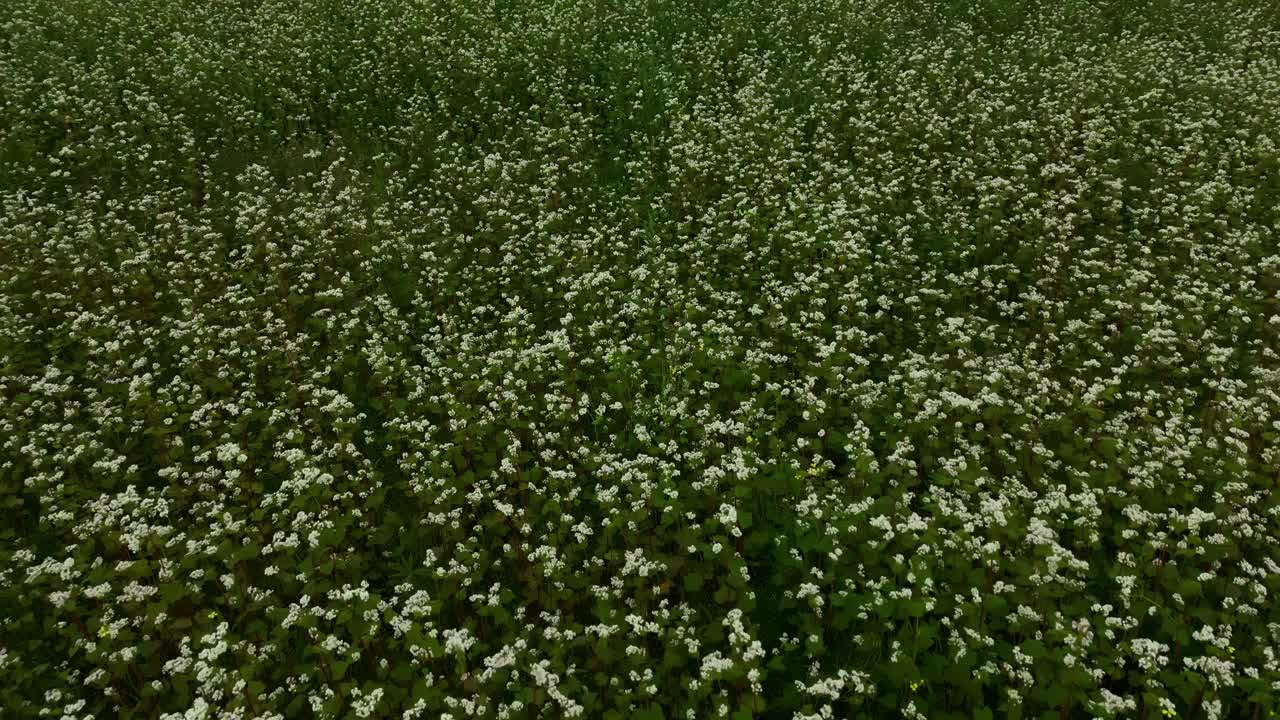 田野里白色的花在草地上，植物草地上有美丽的开花植物视频素材