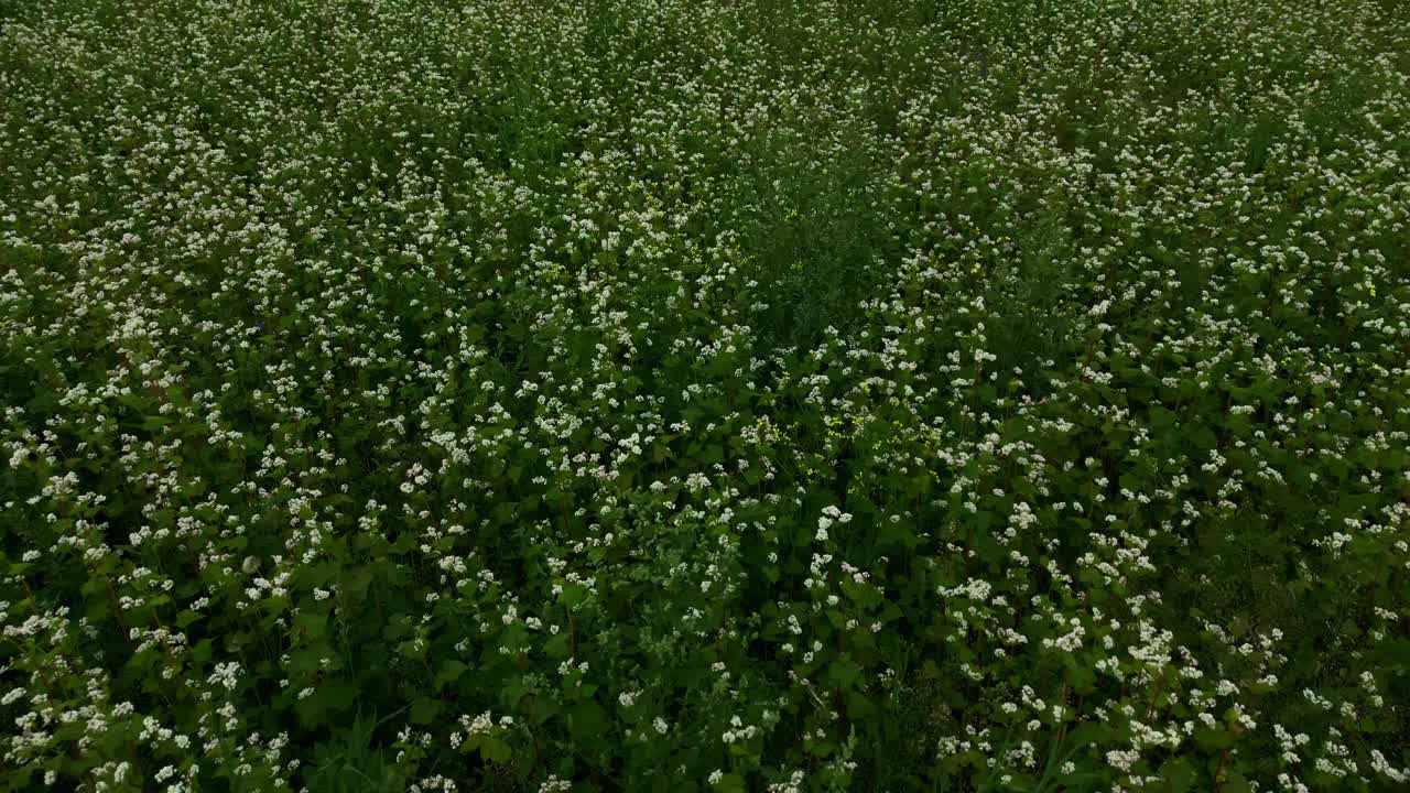 盛开的美丽:白色的花朵优雅的草地上迷人的植物视频素材