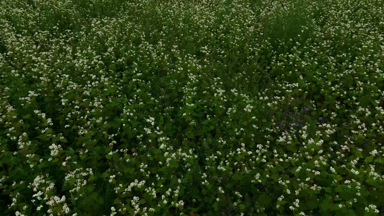 花卉景观:草地充满了美丽的开花植物，以白色的花朵为特色视频素材