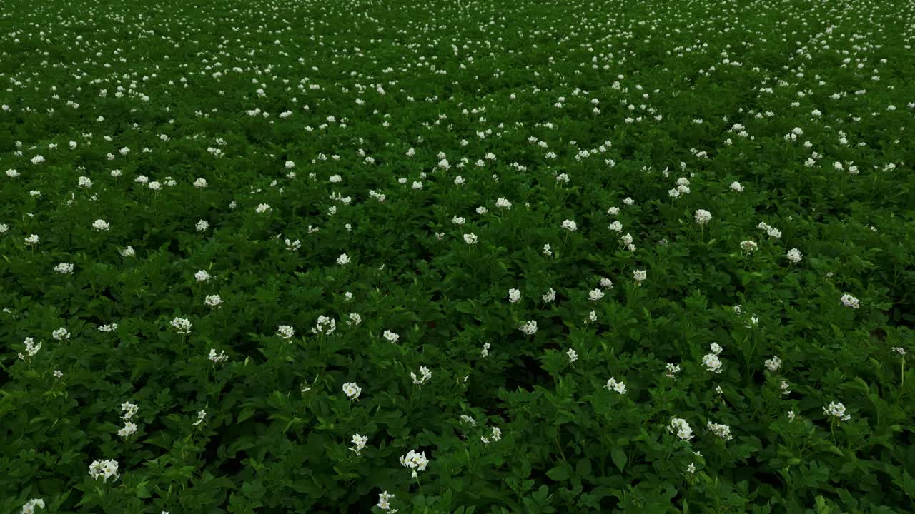 大自然的调色板:草地上装饰着各种盛开的美丽植物视频素材