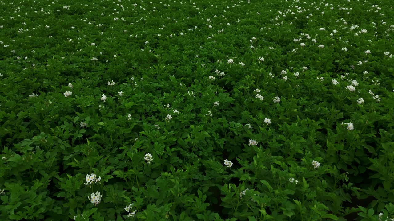 宁静的草地:白色的花朵和郁郁葱葱的绿草创造了一个宁静的景观视频素材