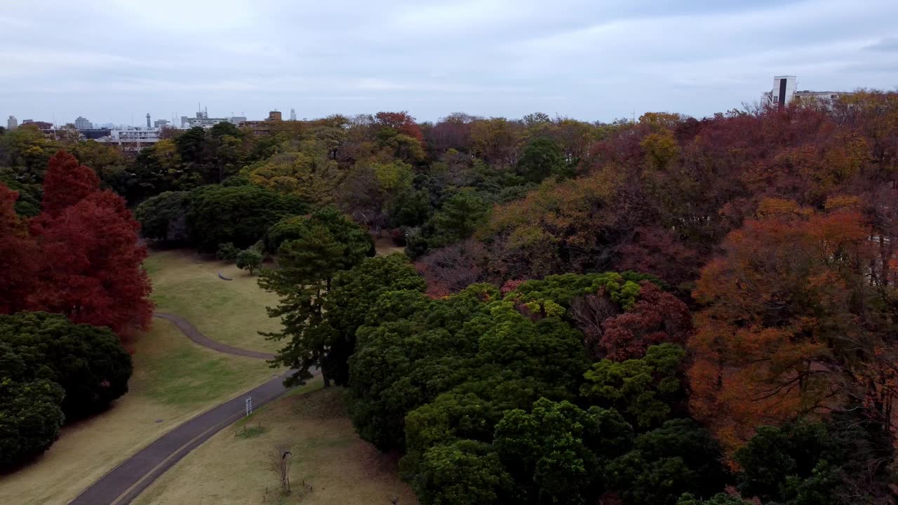 秋天郁郁葱葱的公园，绿和红的树叶混合在一起，空旷的小路，远处的城市天际线，阴天，鸟瞰图视频素材