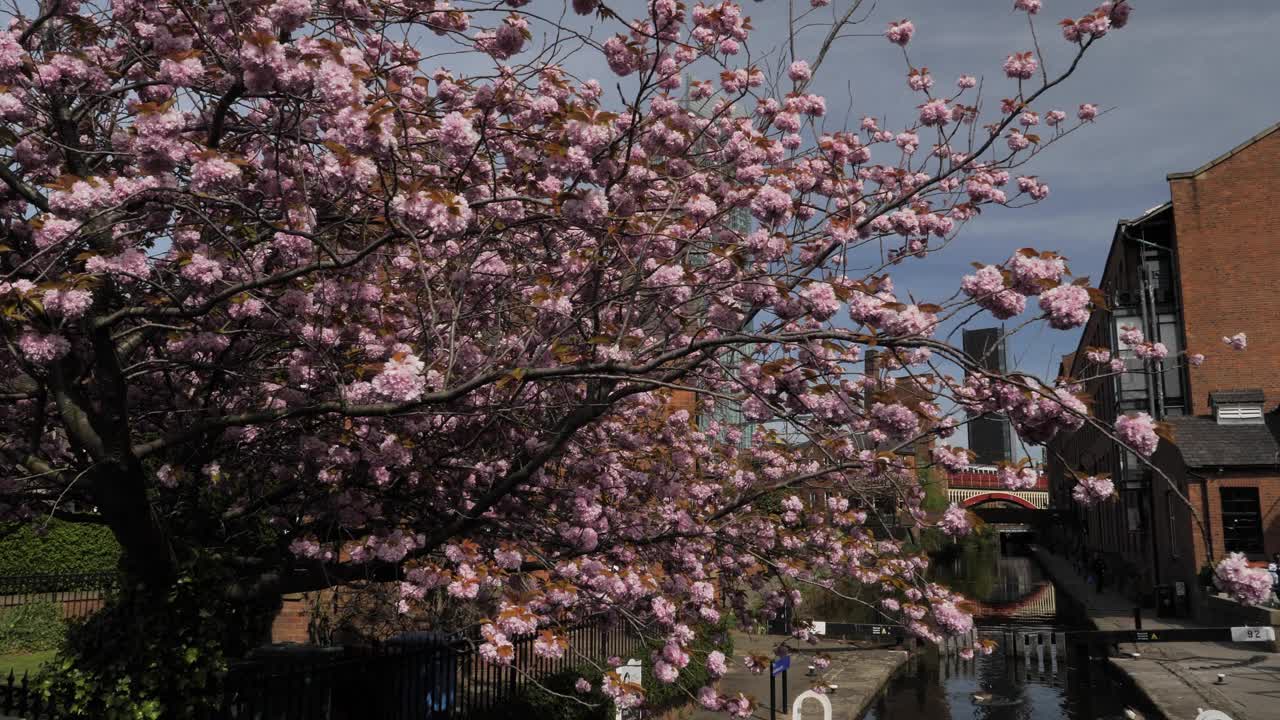 4K:曼彻斯特，英格兰，英国。春天的卡斯尔菲尔德，走过运河边的一棵花树。后面是比瑟姆塔。库存视频剪辑素材视频素材