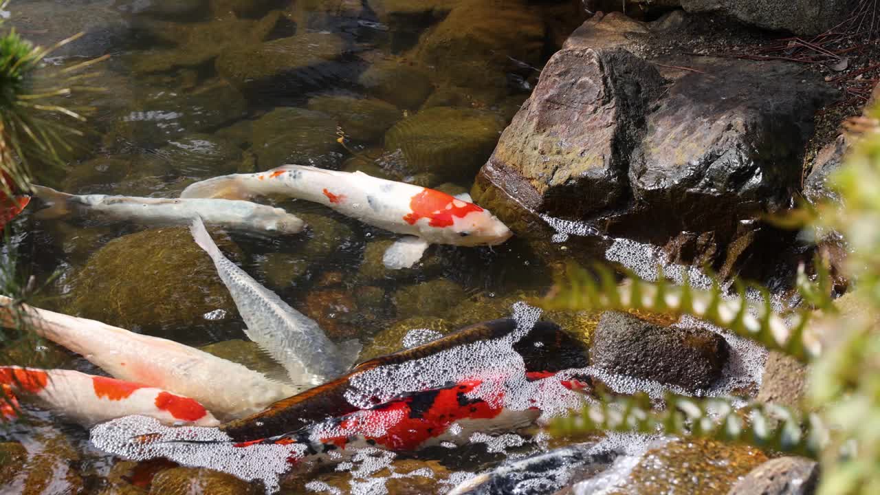 锦鲤在池塘里游泳视频素材