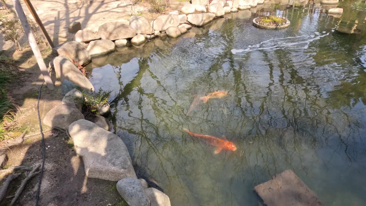 宁静的锦鲤池宁静视频素材