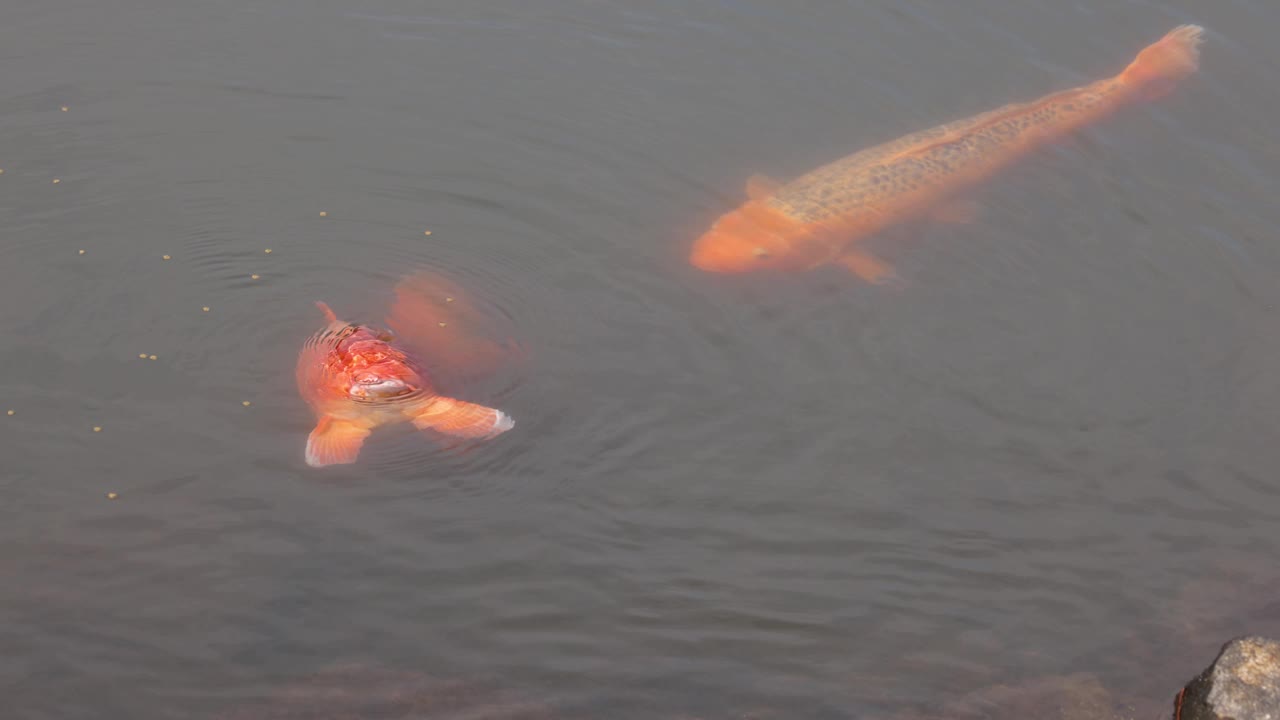 锦鲤在池塘里游泳视频素材