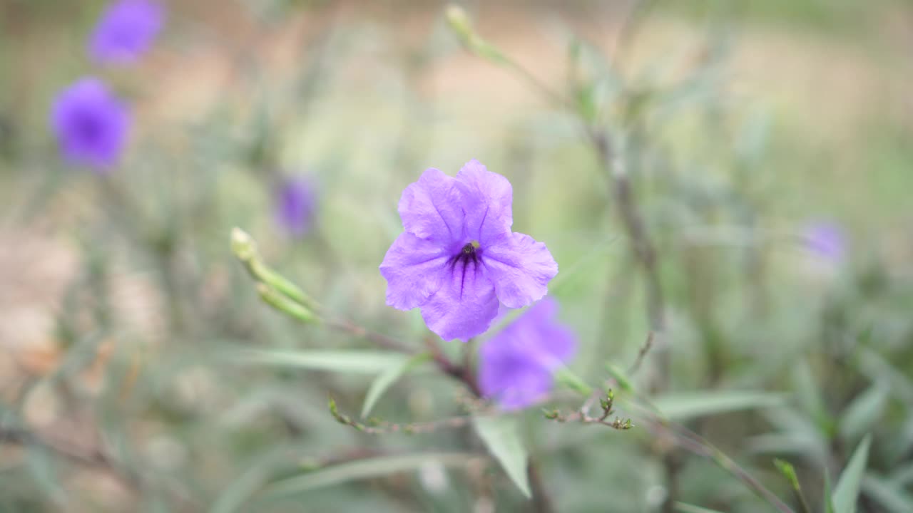 水仙花、水仙花、米尼根、铁根、小白根、爆豆荚、Cracker plant、traino、Toi ting ACANTHACEAE、Britton 's Wild、墨西哥风铃花、矮牵牛紫罗兰花，在自然背景下在花园里盛开视频素材