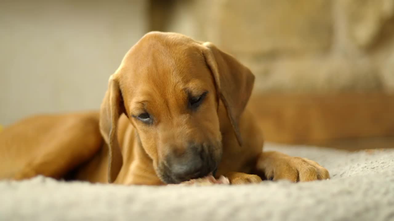 一只2个月大的罗得西亚脊背犬正在咀嚼零食视频素材