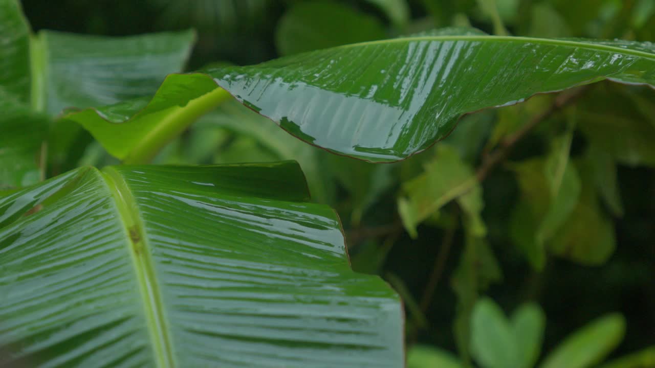 热带雨林环境中的龙血树视频素材