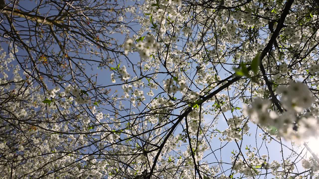 春天的花园，阳光明媚，樱花盛开视频素材