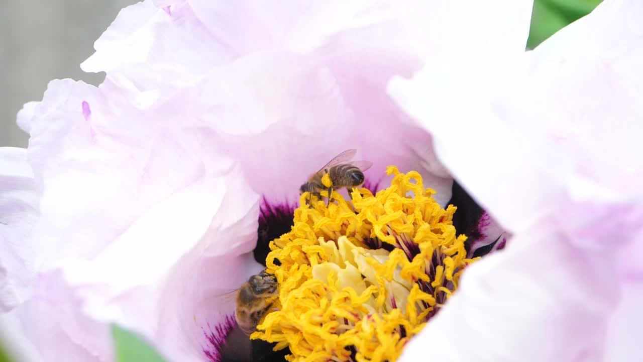 花园里的空气中充满了蜜蜂从白花中榨取花蜜时翅膀的嗡嗡声视频素材