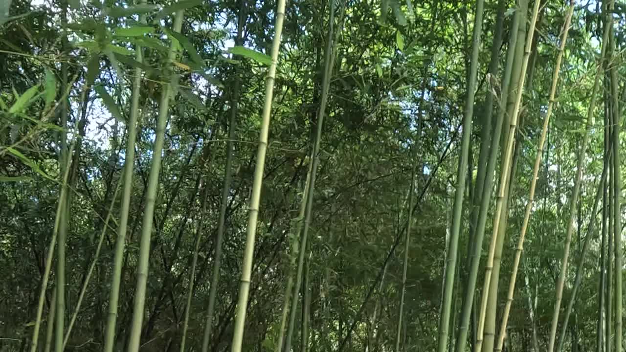 宁静竹林步道视频素材