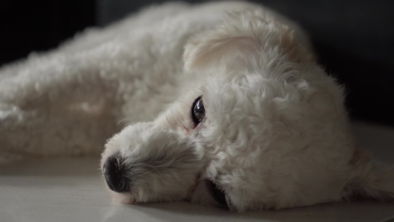 白色平静的贵宾犬躺在地板上，近距离观察视频素材