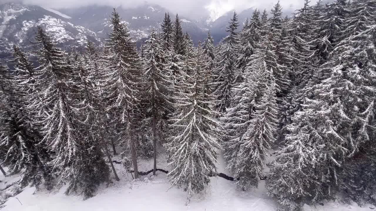 雪树鸟瞰图视频素材