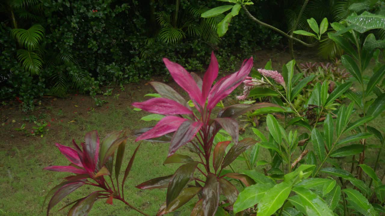 热带花园环境中的龙血树和雨滴，轨道视图视频素材