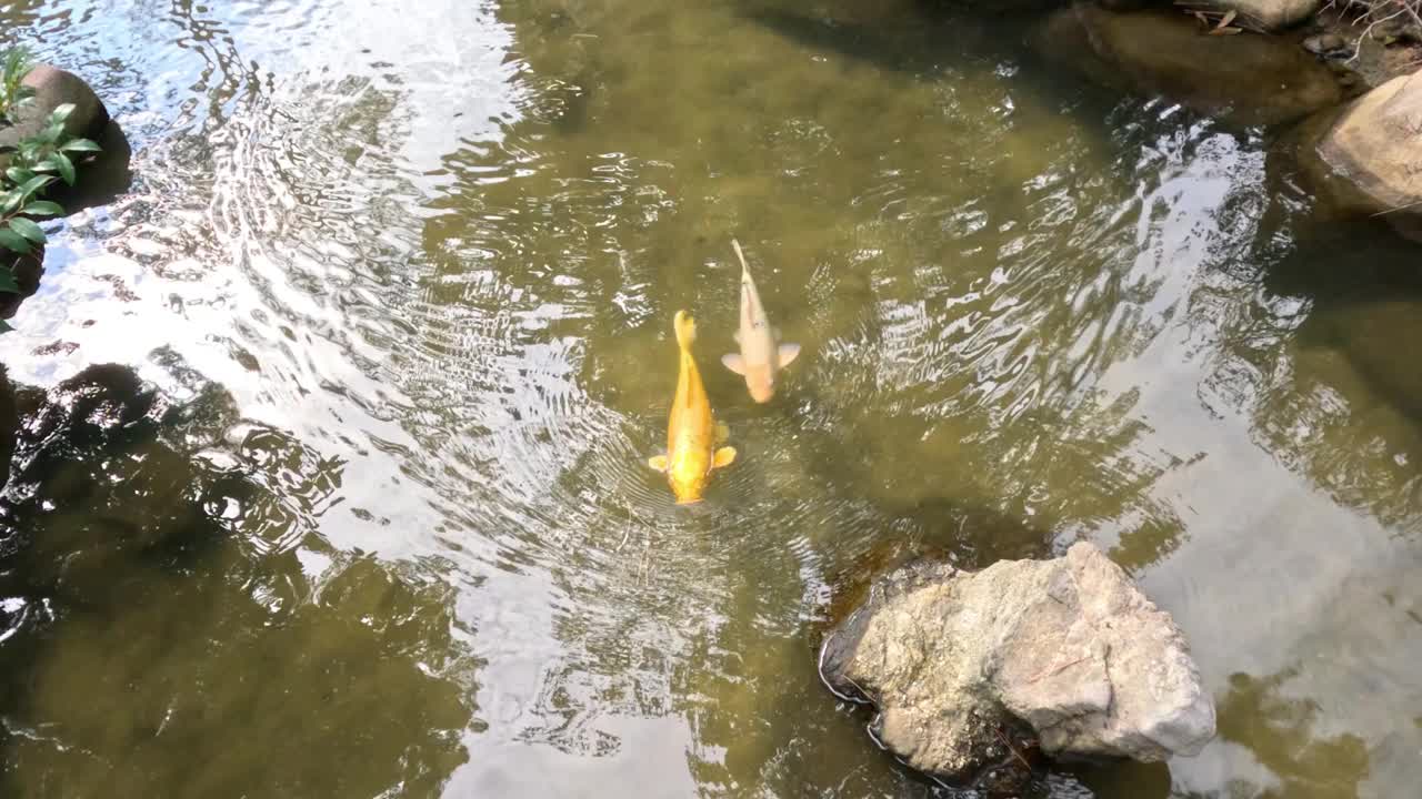 在池塘岩石周围游泳的锦鲤视频素材