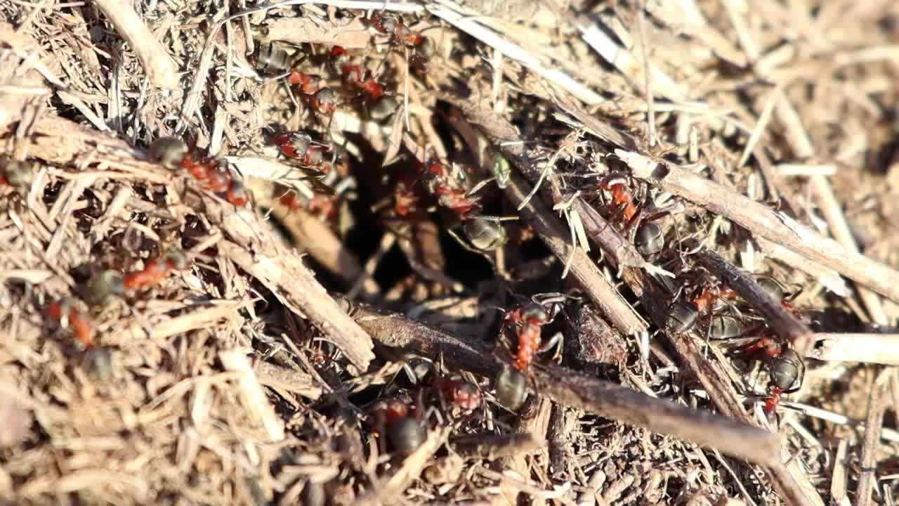 大蚂蚁在黎明的早晨工作特写视频下载