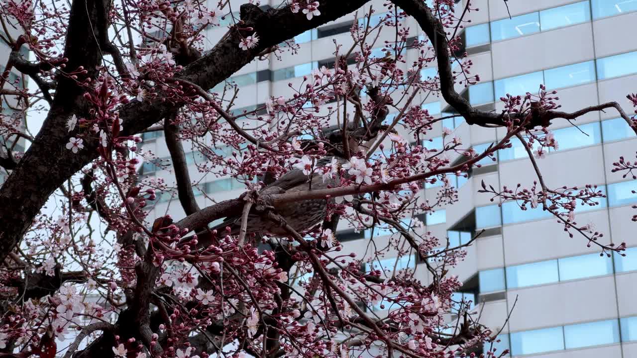 以樱花鸟为焦点，以现代建筑立面为背景，暗示城市的春天视频素材