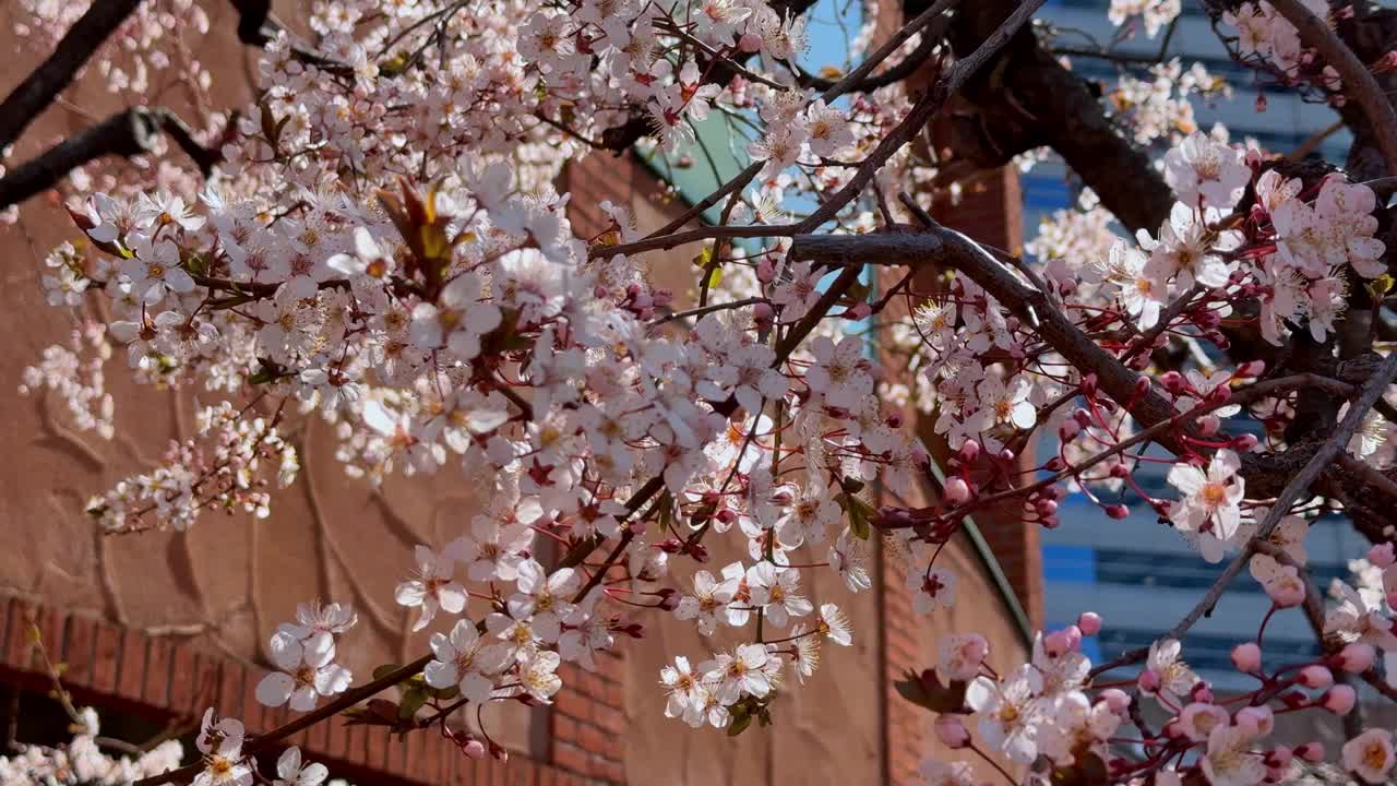 樱花盛开，柔和的阳光透过，城市背景视频素材