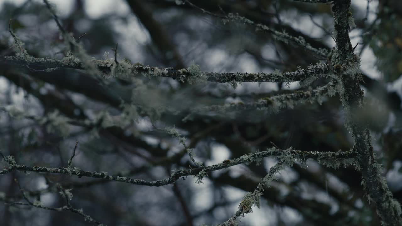 有地衣的树枝在风中轻轻飘动。冬天的黄昏，周围有雪视频素材