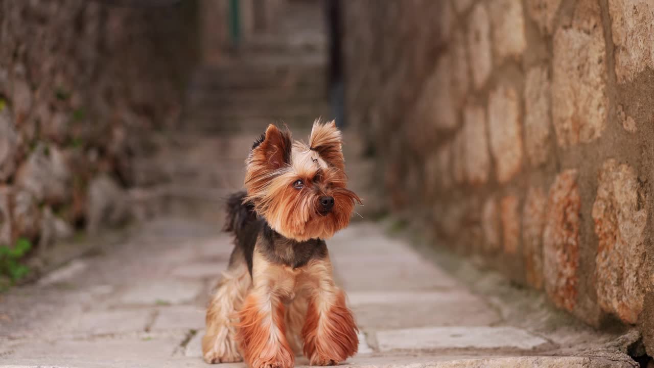 一条约克夏梗犬守护着一条狭窄的小巷，沉浸在历史中。视频素材