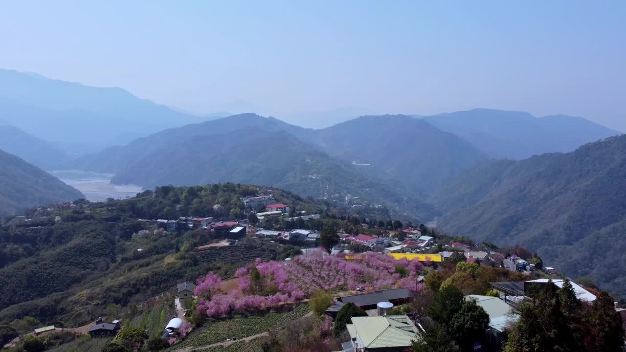 一个充满活力的村庄坐落在盛开的樱花山，鸟瞰图视频素材