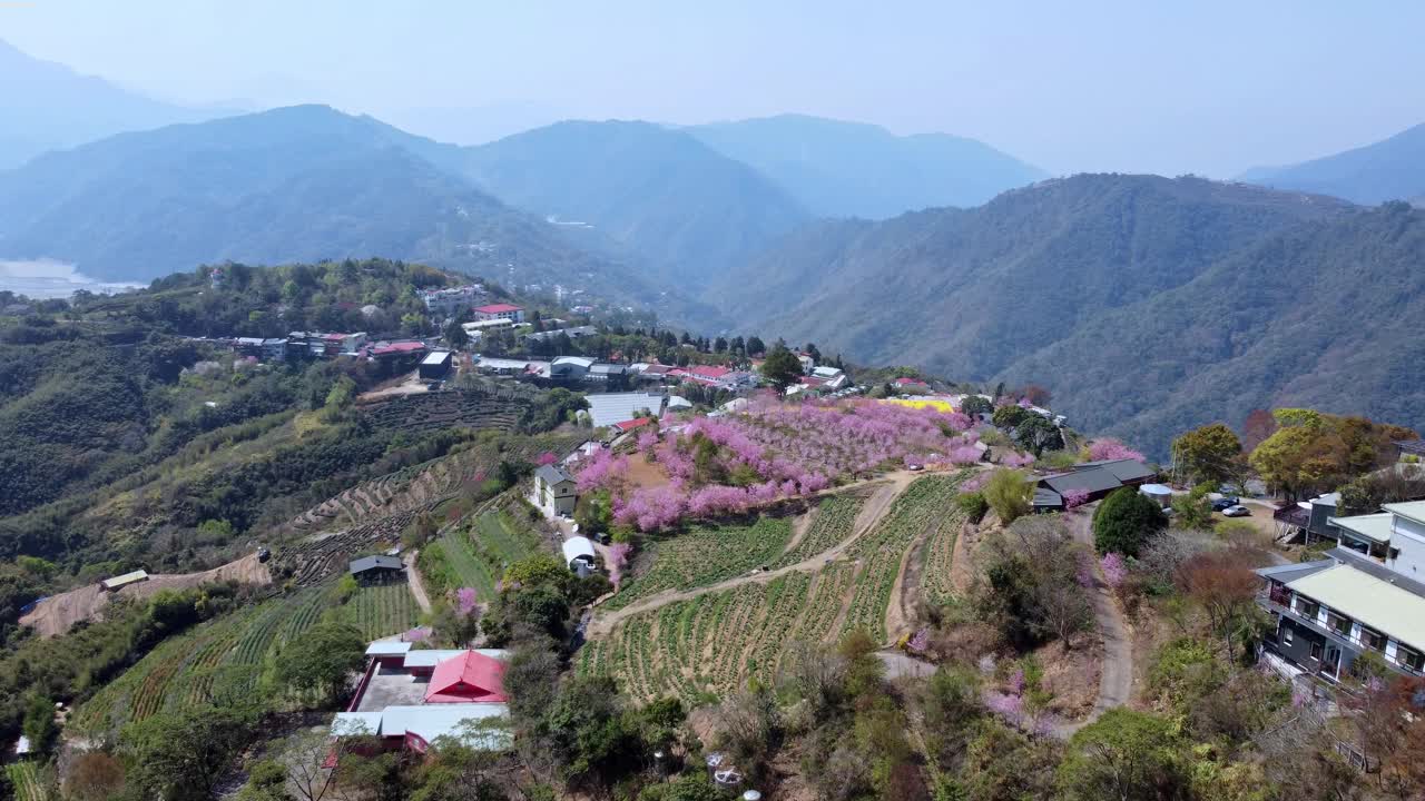 山坡上村庄郁郁葱葱，樱花盛开，梯田，阳光明媚，鸟瞰视频素材