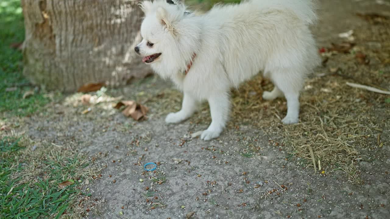 一只毛茸茸的白色博美犬牵着皮带站在公园的一棵树旁，展示着它顽皮的天性和可爱的外表。视频素材