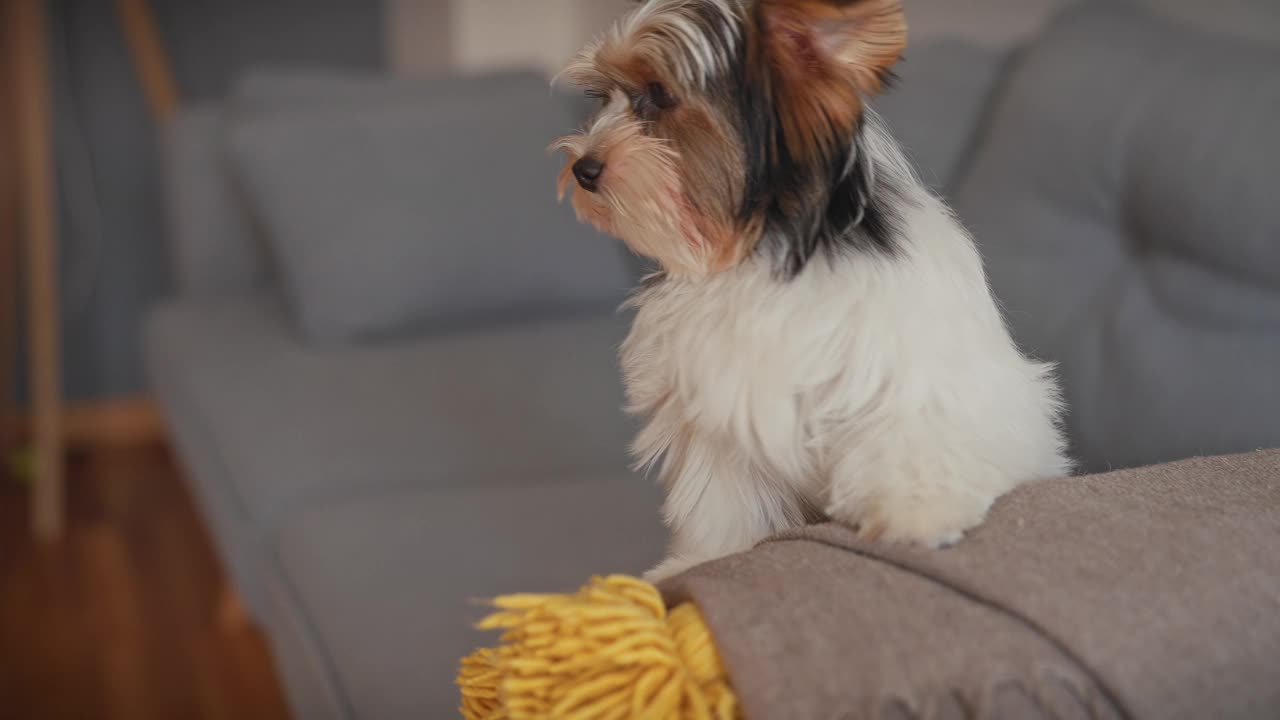 一只小猎犬舒服地躺在现代灰色的沙发上，在一个舒适的家里看起来很专心。视频素材