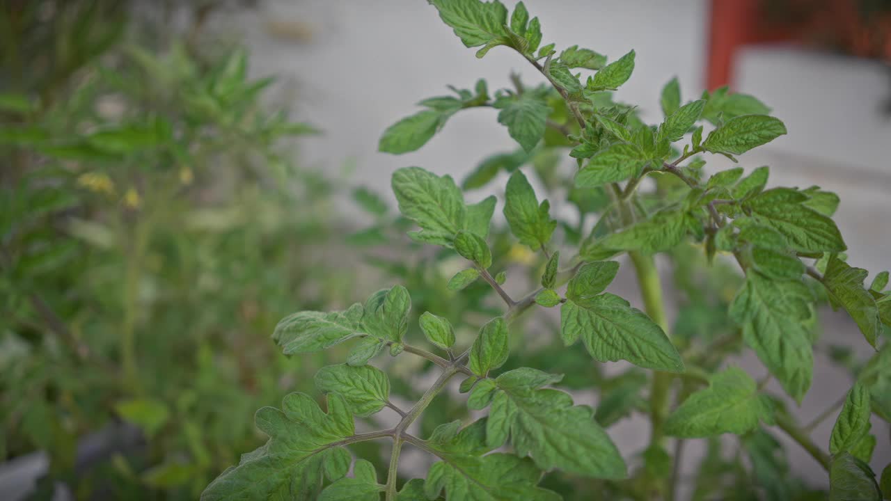 西班牙穆尔西亚室外生长的一种有害的入侵物种——龙葵的特写。视频素材