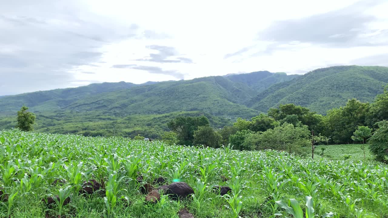 乡下的玉米地。视频素材