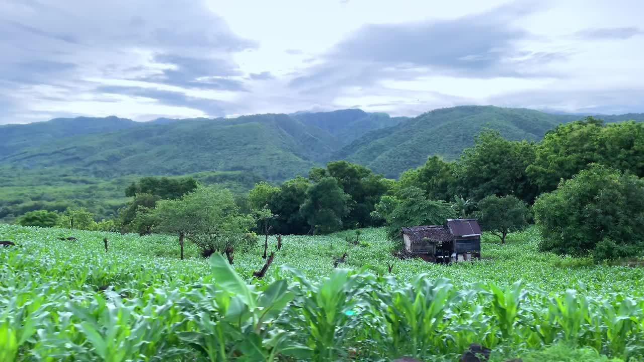 乡下的玉米地。视频素材