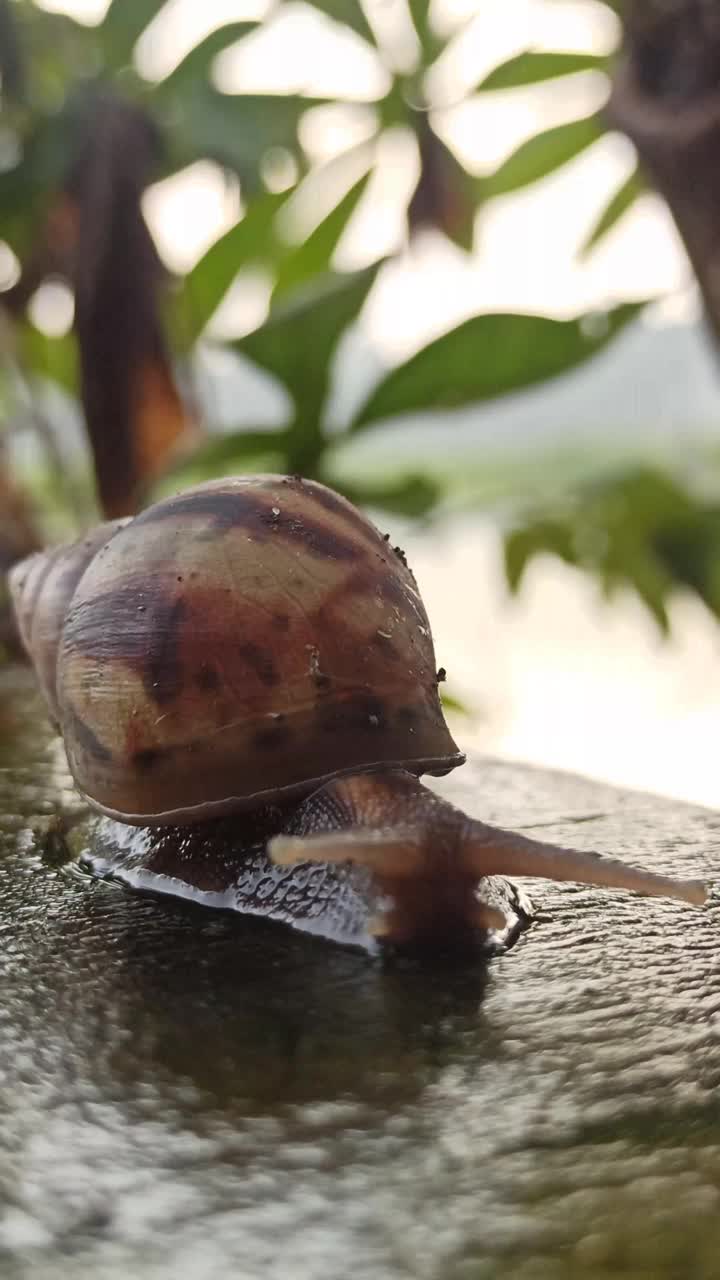 可爱的蜗牛走路视频素材