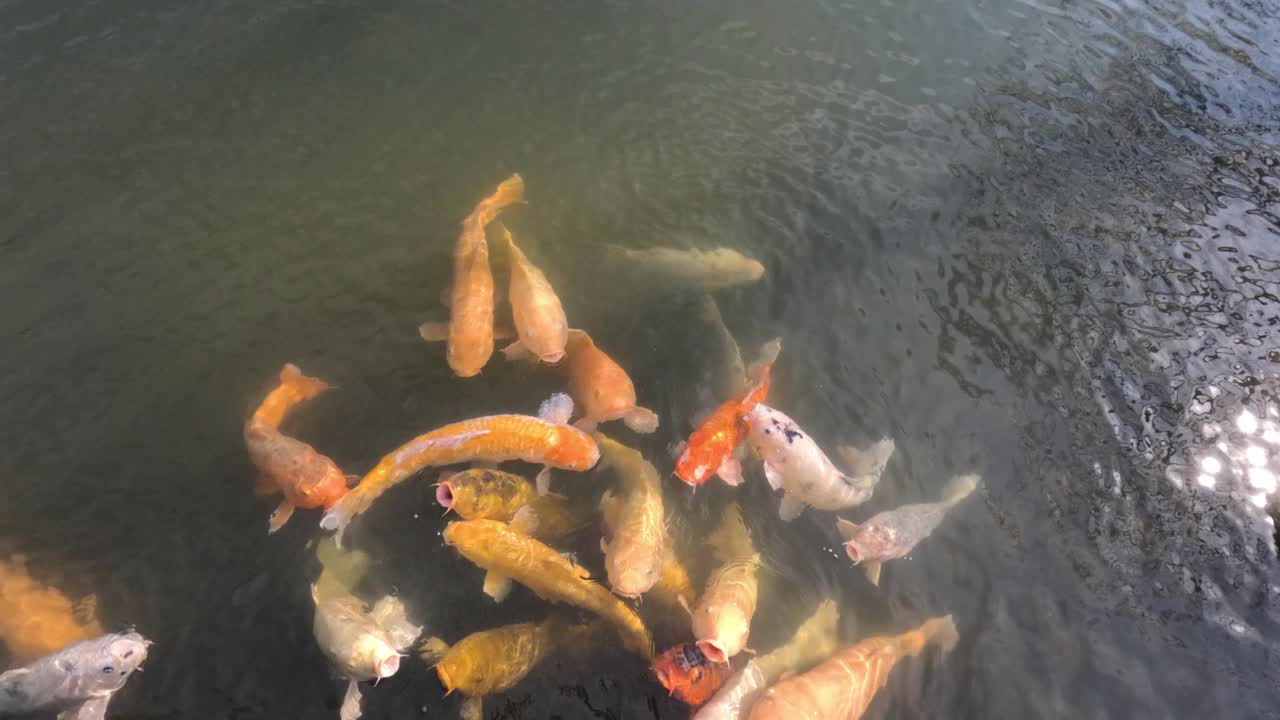 锦鲤在池塘里游泳视频素材