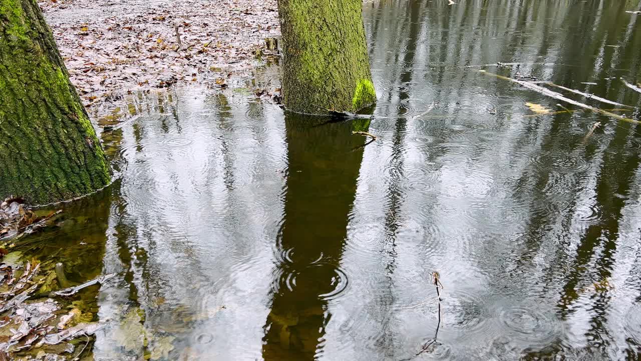 雨滴落在森林里池塘的水面上。视频素材