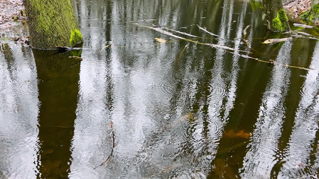 雨滴落在森林里池塘的水面上。视频素材