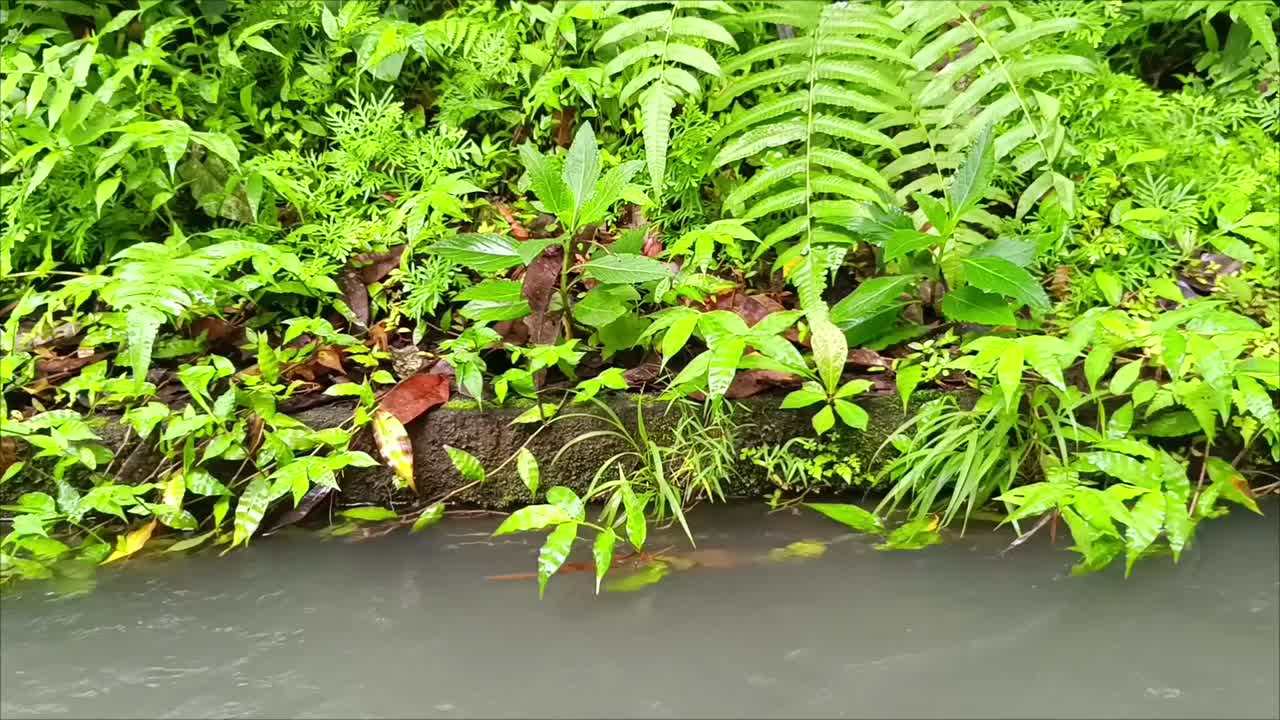 有流动的水的沟渠，上面长满了绿色的灌木。视频下载