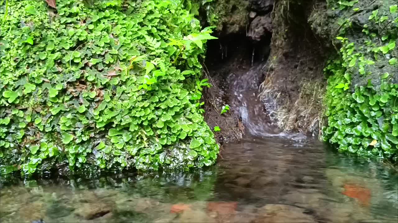 清澈流动的泉水之源。视频素材