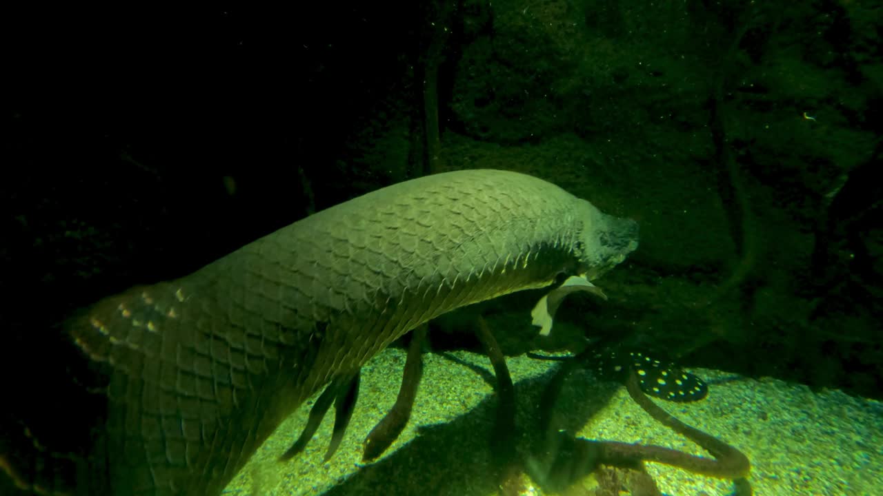 龙鱼在水族馆里游泳视频素材