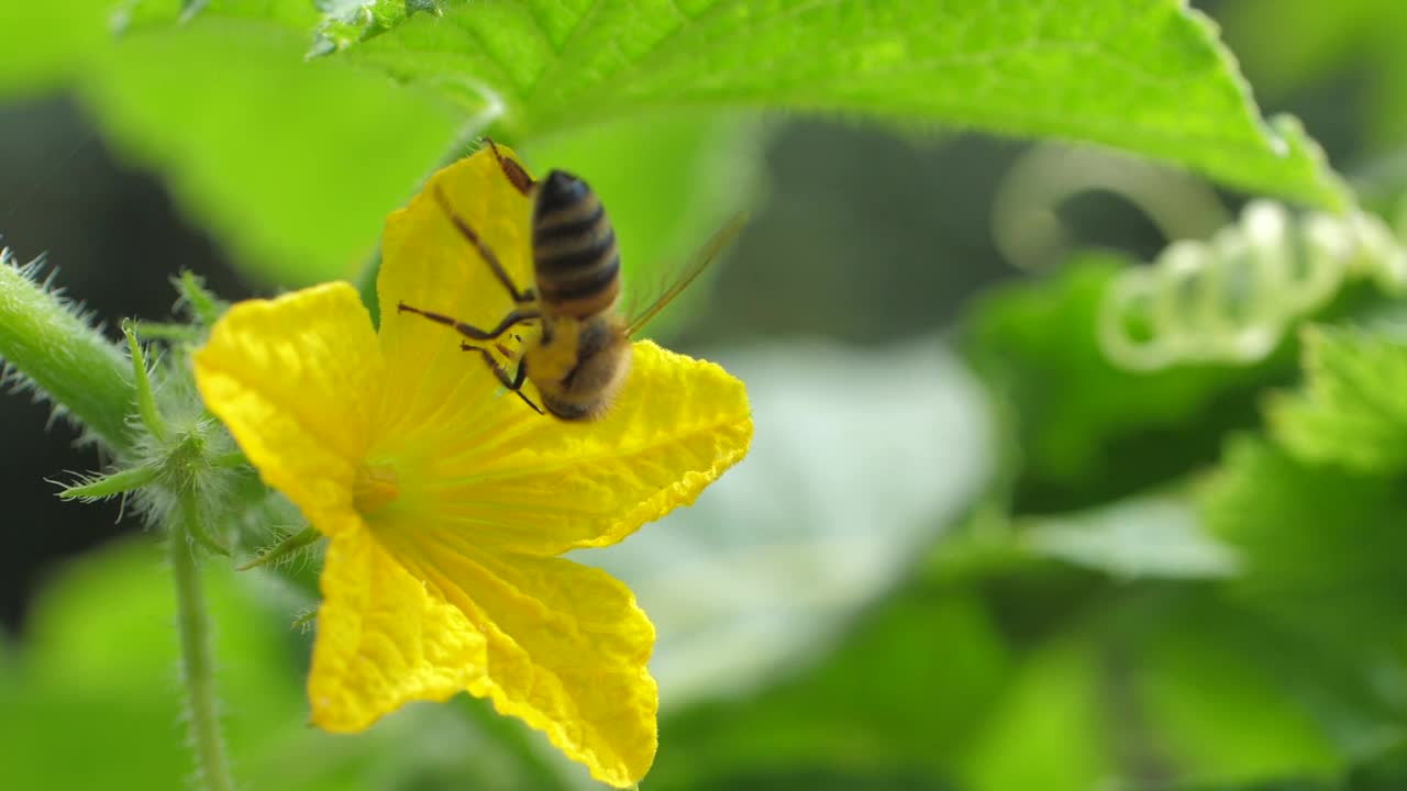 蜜蜂从黄花中采集花蜜视频素材