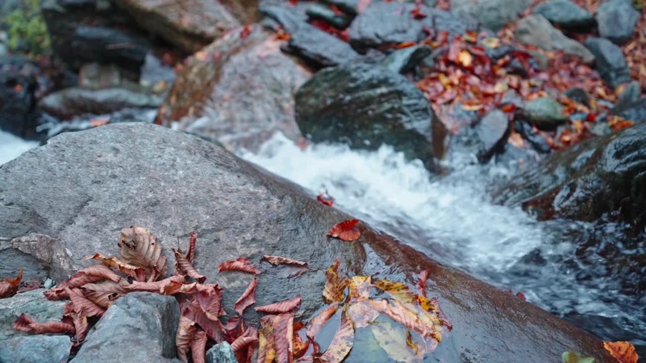 秋天的树叶落在岩石上，潺潺的小溪，宁静的自然景色，生机勃勃的秋天色彩视频素材