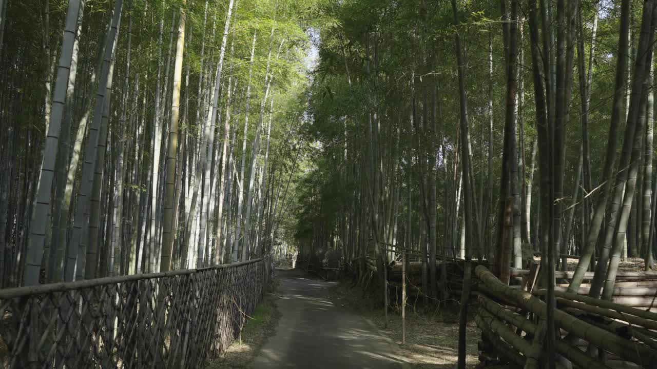 漫步在竹林中，镜头从京都上空向下看视频素材