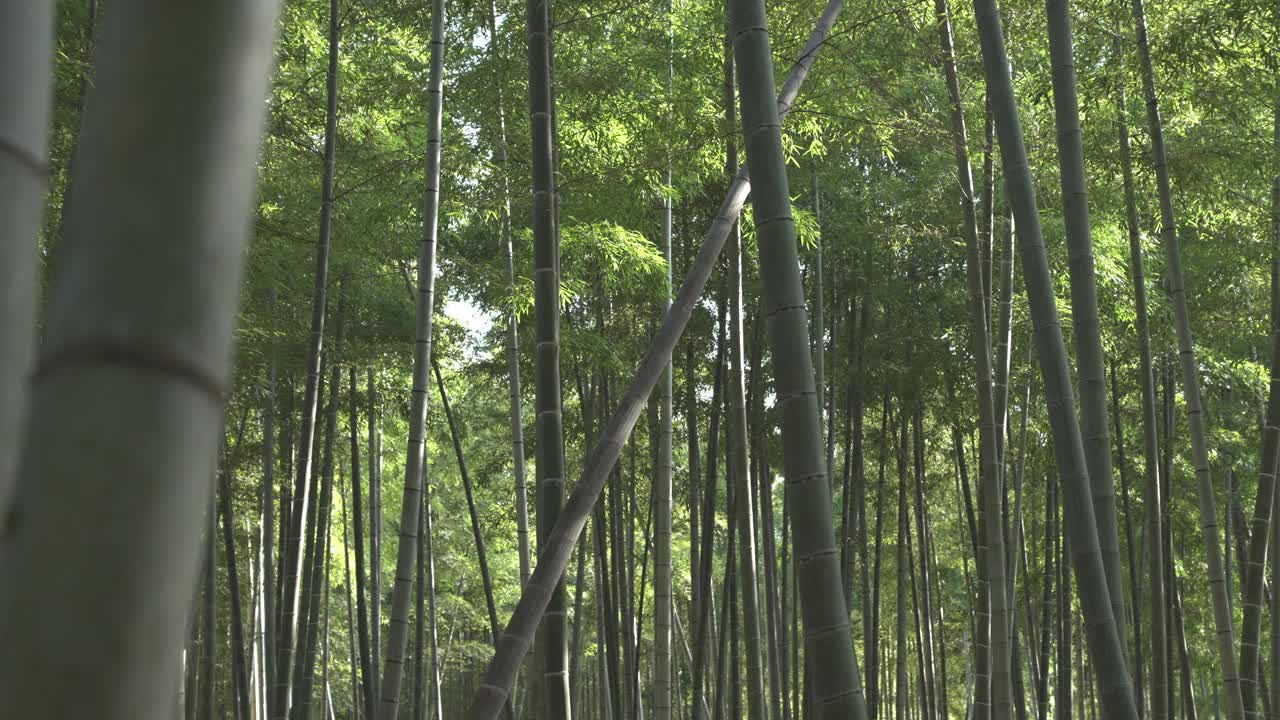 春天茂密的竹林视频素材