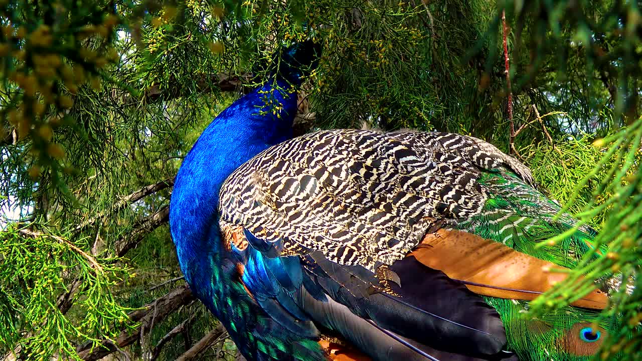 印度孔雀或蓝孔雀(Pavo cristatus)，这种鸟睡在树上，闭上眼睛。视频素材