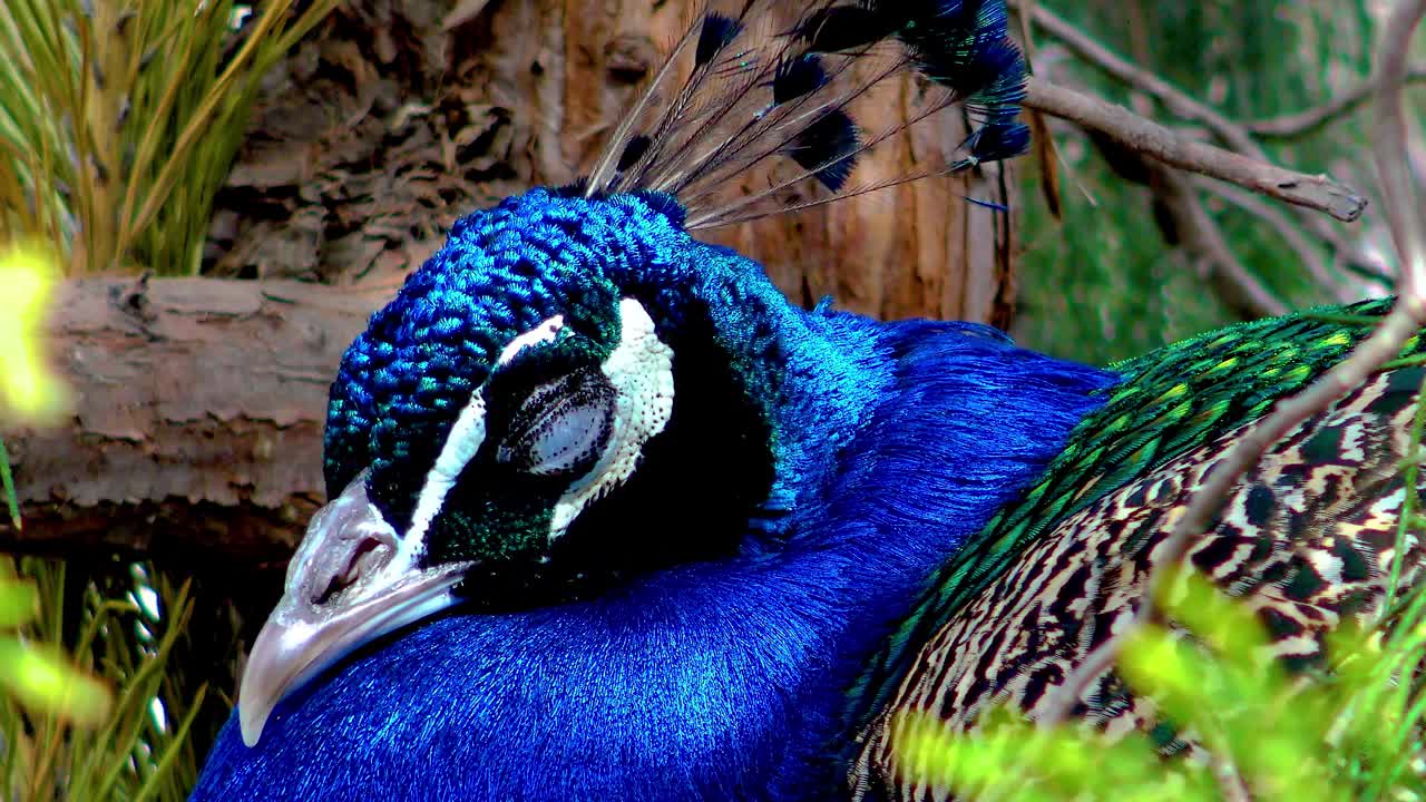 印度孔雀或蓝孔雀(Pavo cristatus)，这种鸟睡在树上，闭上眼睛。视频素材